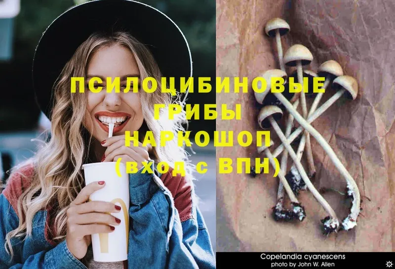 Псилоцибиновые грибы Psilocybe  кракен ТОР  Шлиссельбург 